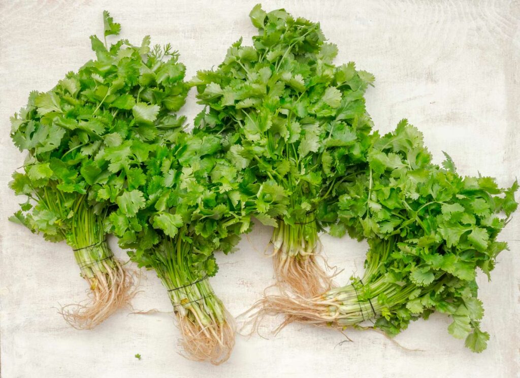 Coriander’s Quiet Power in Indian Kitchens and Culture